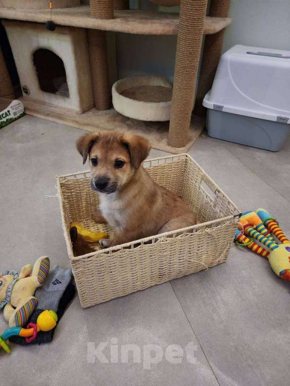Собаки в Москве: Трогательные щеночки (2 мес.) срочно ищут дом Мальчик, Бесплатно - фото 1