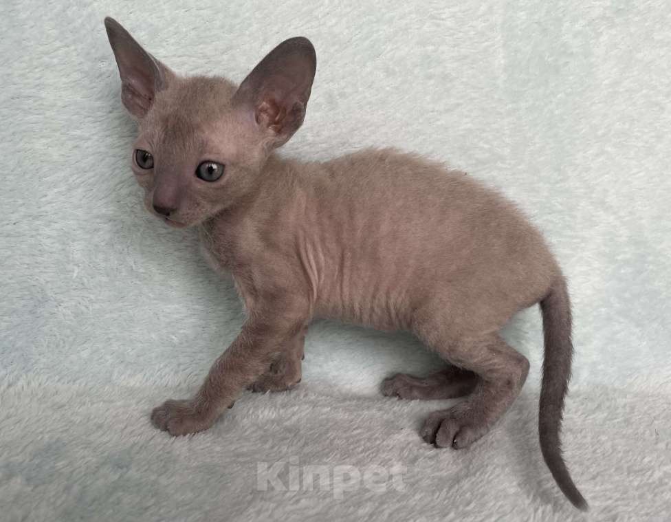 Кошки в Балашихе: Кошечка голубая минковая из московского питомника  Девочка, 70 000 руб. - фото 7