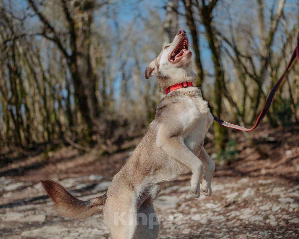 Собаки в Сочи: Джекки Южный метис Мальчик, Бесплатно - фото 3