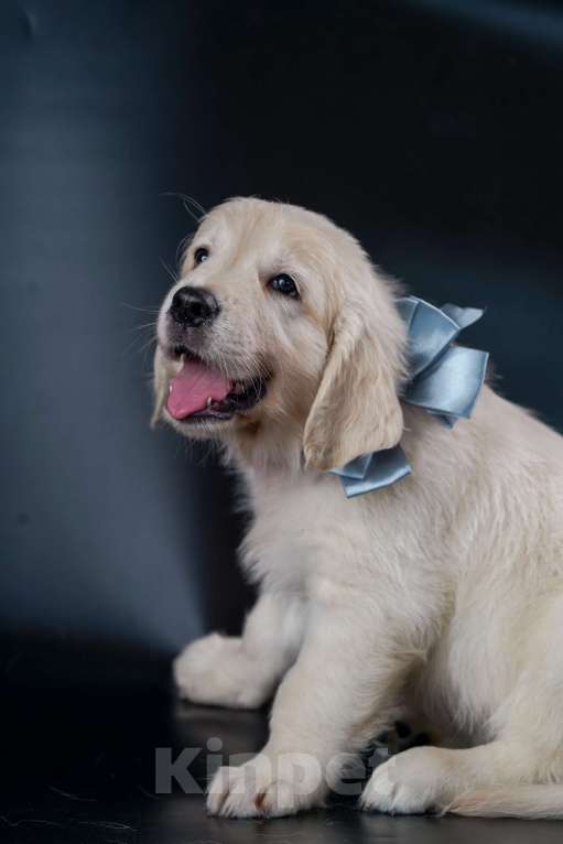 Собаки в Боровске: зефирки  Девочка, Бесплатно - фото 4