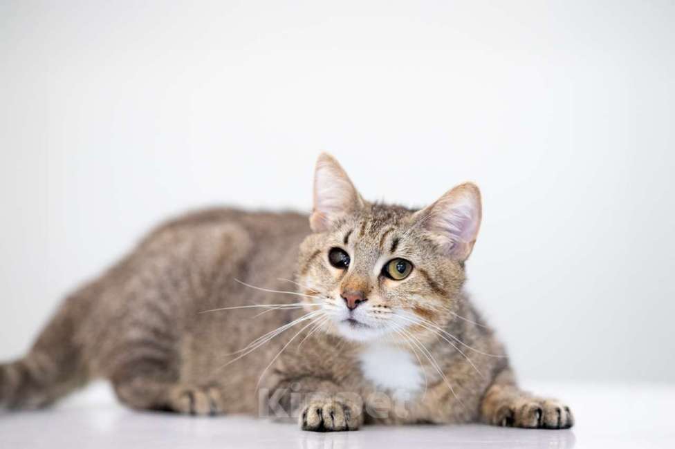 Кошки в Москве: Алхимик Мальчик, Бесплатно - фото 5