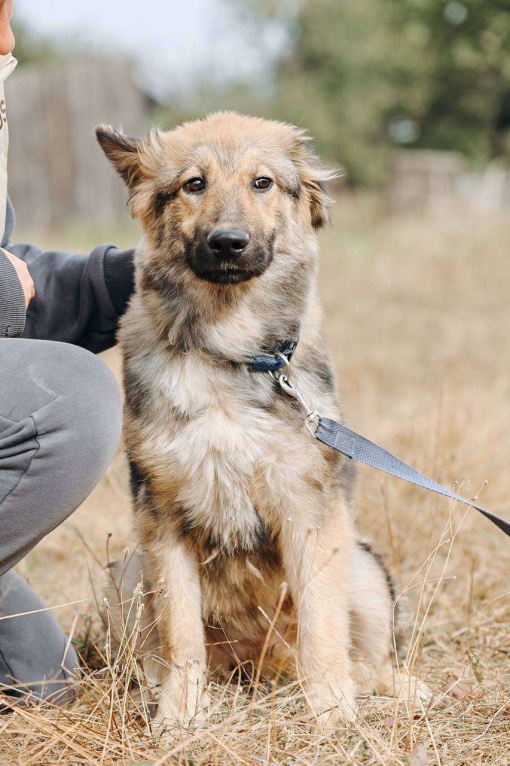 Собаки в Москве: Злата ищет семью,9мес, Привита  Девочка, Бесплатно - фото 5