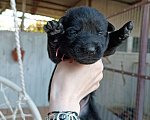 Собаки в Славянске-На-Кубани: Черный щенок Восточно-Европейской овчарки  Девочка, 17 000 руб. - фото 3