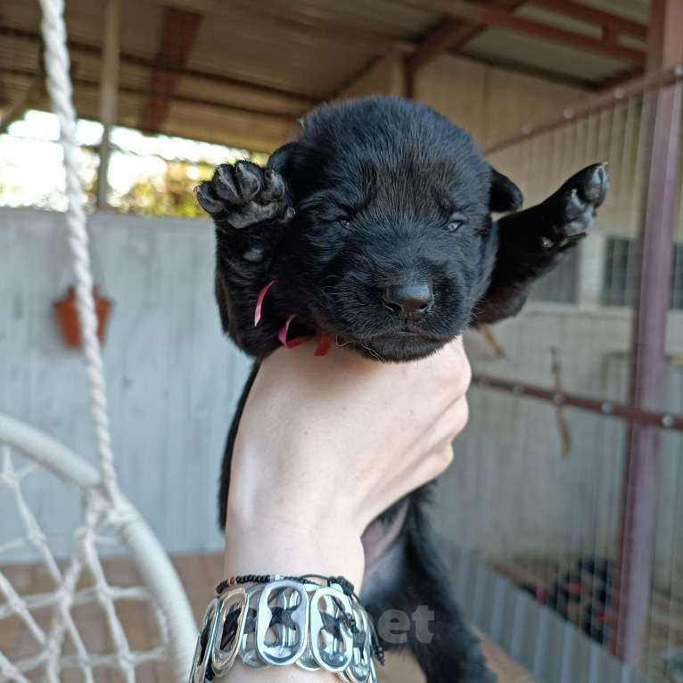Собаки в Славянске-На-Кубани: Черный щенок Восточно-Европейской овчарки  Девочка, 17 000 руб. - фото 3