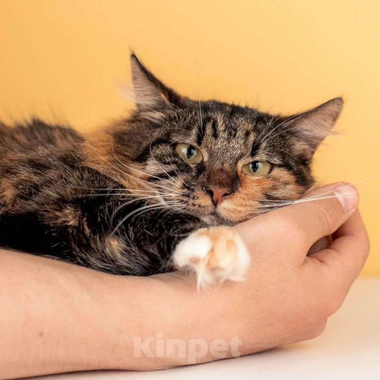 Кошки в Москве: Яркая кошечка Сайра в поисках дома Девочка, Бесплатно - фото 5