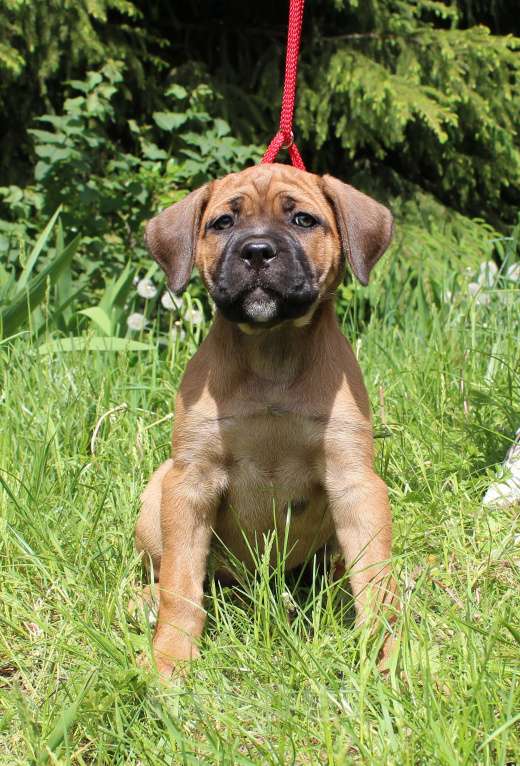 Собаки в Брянске: Предлагаются щенки Кане Корсо Девочка, 50 000 руб. - фото 6