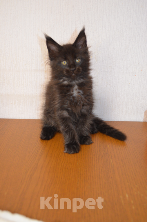 Кошки в Санкт-Петербурге: Chilly Diesel Power черный мейн-кун Девочка, 65 000 руб. - фото 2