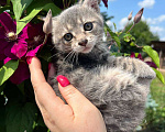 Кошки в других городах Московской области: Малышка Бэтси (2 мес.) ищет дом Девочка, Бесплатно - фото 4