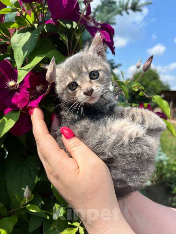 Кошки в Москве: Малышка Бэтси (3 мес.) ищет дом Девочка, Бесплатно - фото 4