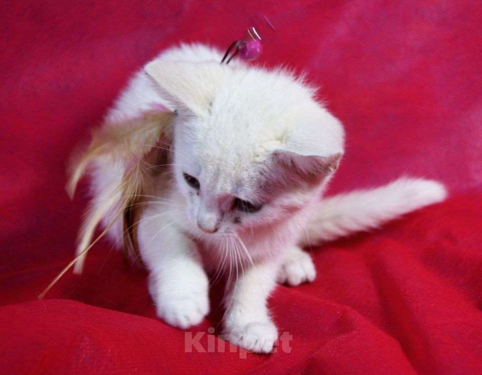 Кошки в Москве: Котенок Злата ищет дом Девочка, Бесплатно - фото 6