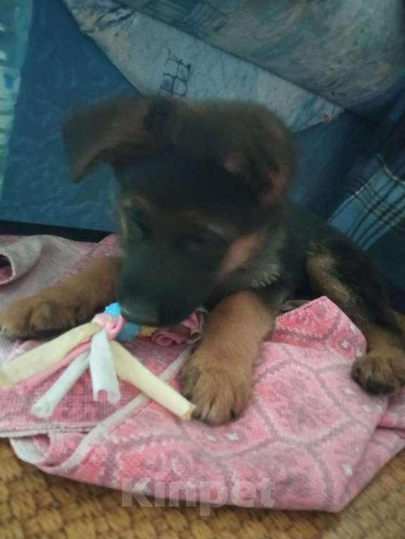 Собаки в Первоуральске: Продам щенка немецкой овчарки Девочка, 9 000 руб. - фото 5