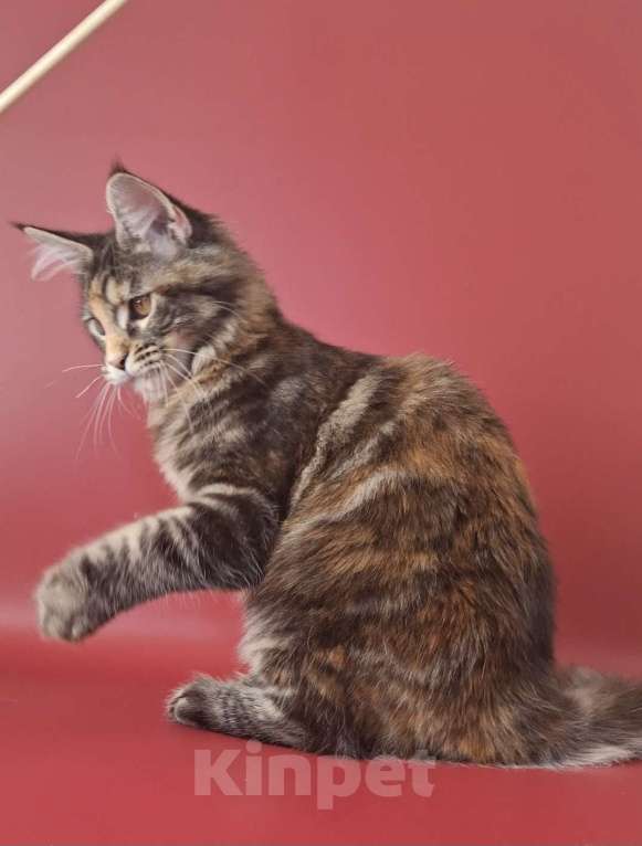 Кошки в Уфе: Девочка мейн-кун 5 мес  Девочка, 40 000 руб. - фото 4