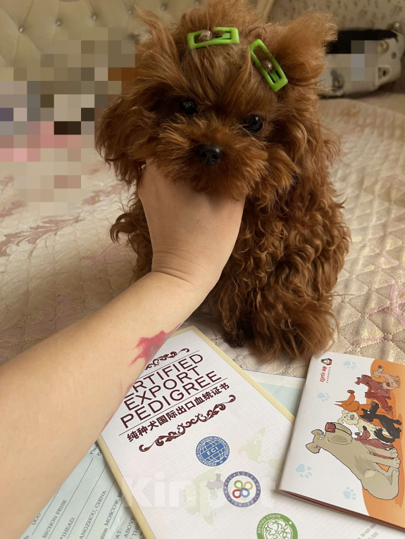 Собаки в Ижевске: Тедди пудель тикап 16см  Мальчик, 20 000 руб. - фото 8