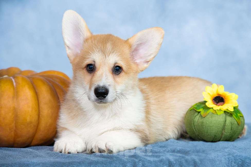 Собаки в Москве: Вельш корги пемброк щенок Мальчик, 50 000 руб. - фото 4