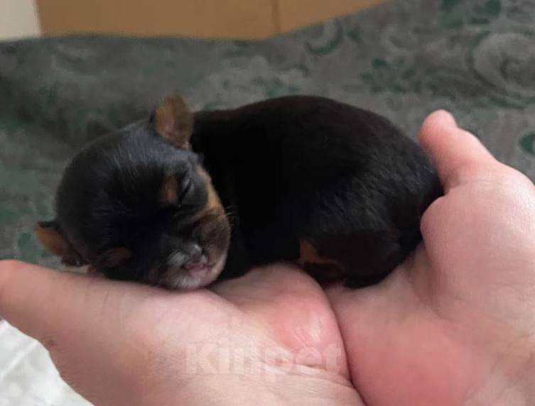 Собаки в Хабаровске: Йоркширский терьер щенки Разнополые, 40 000 руб. - фото 6