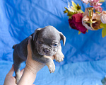 Собаки в Симферополе: мальчик лиловый щенки французского бульдога Мальчик, 80 000 руб. - фото 5