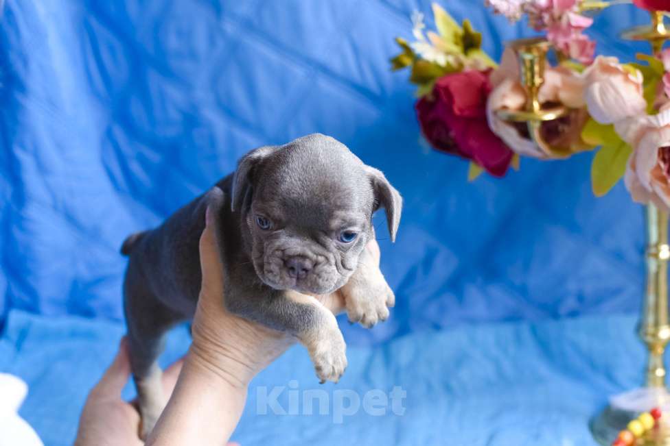 Собаки в Симферополе: мальчик лиловый щенки французского бульдога Мальчик, 80 000 руб. - фото 5