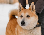 Собаки в Санкт-Петербурге: Яркий спокойный Рыжик из приюта Мальчик, Бесплатно - фото 1