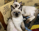 Кошки в Москве: Клубный тайский котенок  Мальчик, Бесплатно - фото 3