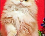 Кошки в Лениногорске: Котенок британской породы Мальчик, 120 000 руб. - фото 1