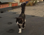 Кошки в Лобне: Кот Мейн-Кун на вязку Мальчик, 2 000 руб. - фото 11