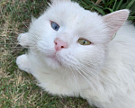 Кошки в Луховицах: Глухой кот ищет хозяина с добрым сердцем Мальчик, 100 руб. - фото 1
