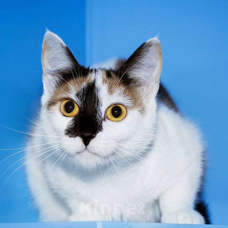 Кошки в Москве: Кошечка с особенным окрасом Девочка, Бесплатно - фото 5