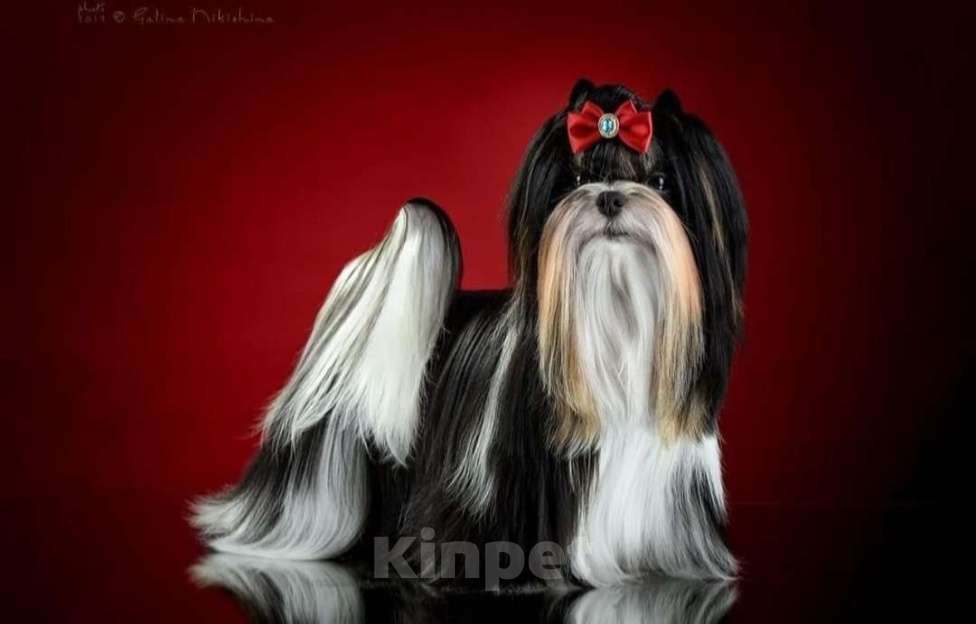 Собаки в Москве: Девочка Бивер Девочка, 120 000 руб. - фото 4