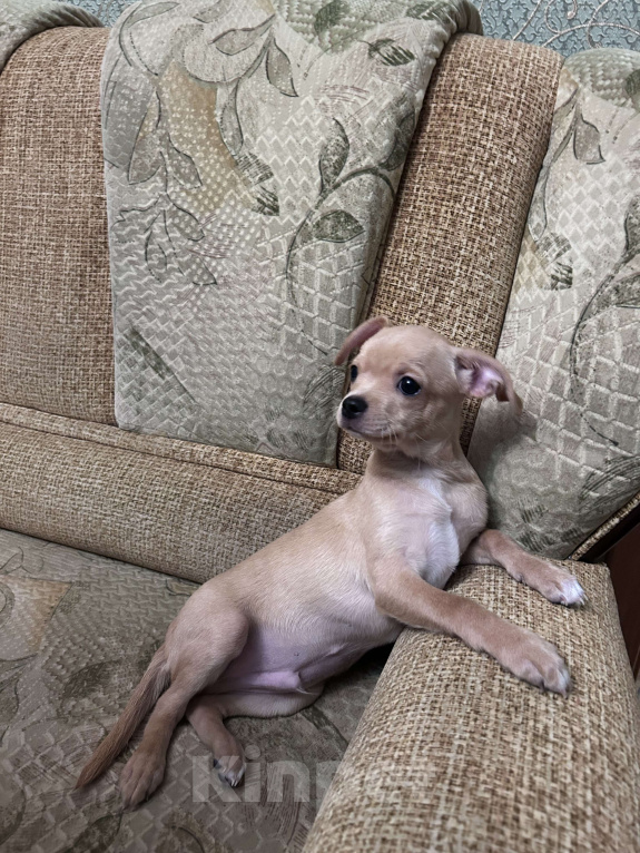 Собаки в Воронеже: Славный щеночек чихуахуа  Мальчик, 10 000 руб. - фото 3