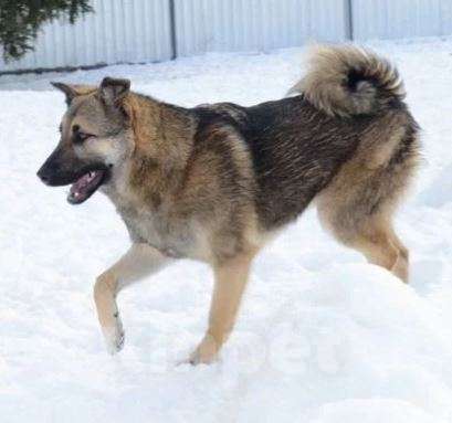 Собаки в Москве: Альф Мальчик, Бесплатно - фото 2