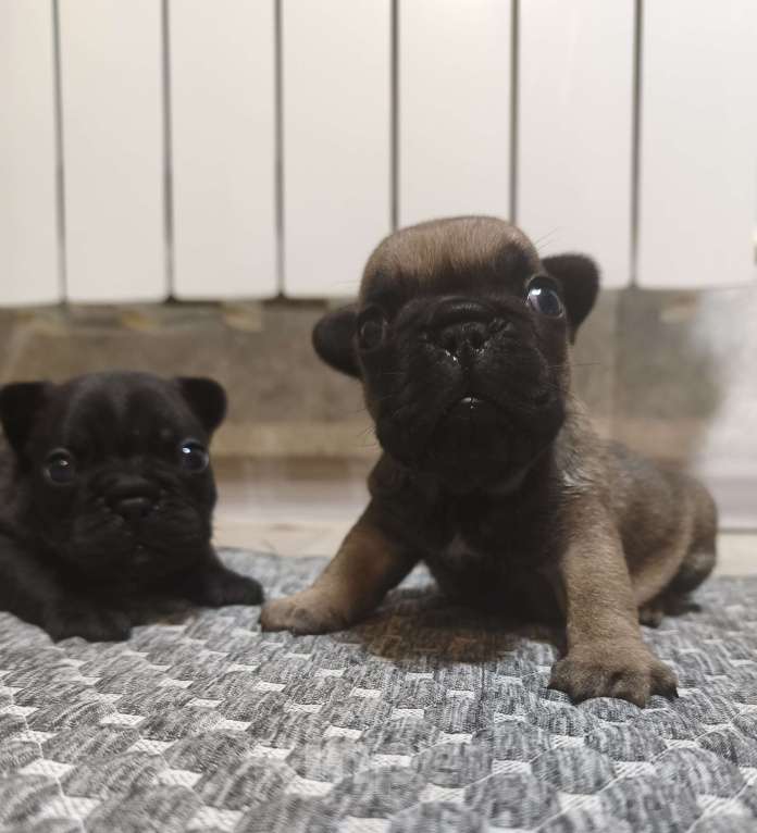 Собаки в Севастополе: Денни ДеВито Мальчик, 70 000 руб. - фото 3