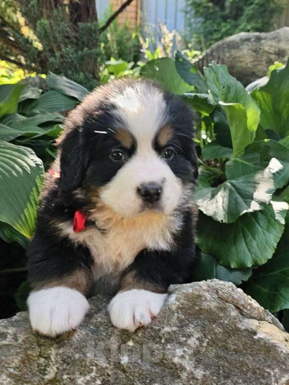 Собаки в других городах Московской области: Питомник "Зенненхунд России" предлагает щенков Девочка, 150 000 руб. - фото 3