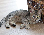 Кошки в Москве: Очаровательная Манечка, ласковый тигровый котенок ищет дом Девочка, 10 руб. - фото 7