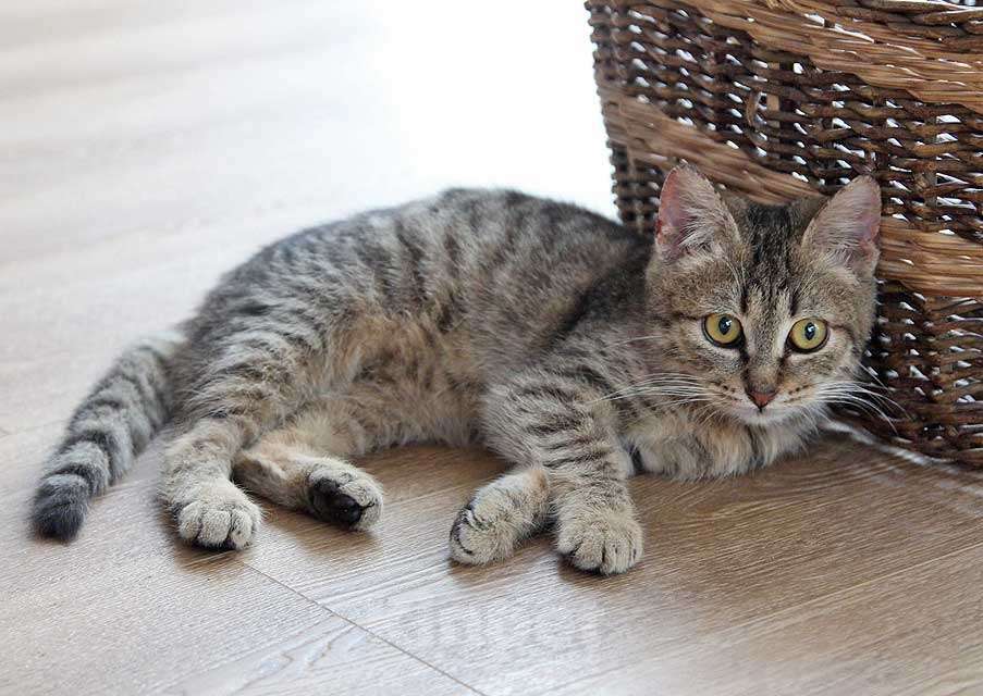 Кошки в Москве: Очаровательная Манечка, ласковый тигровый котенок ищет дом Девочка, 10 руб. - фото 7