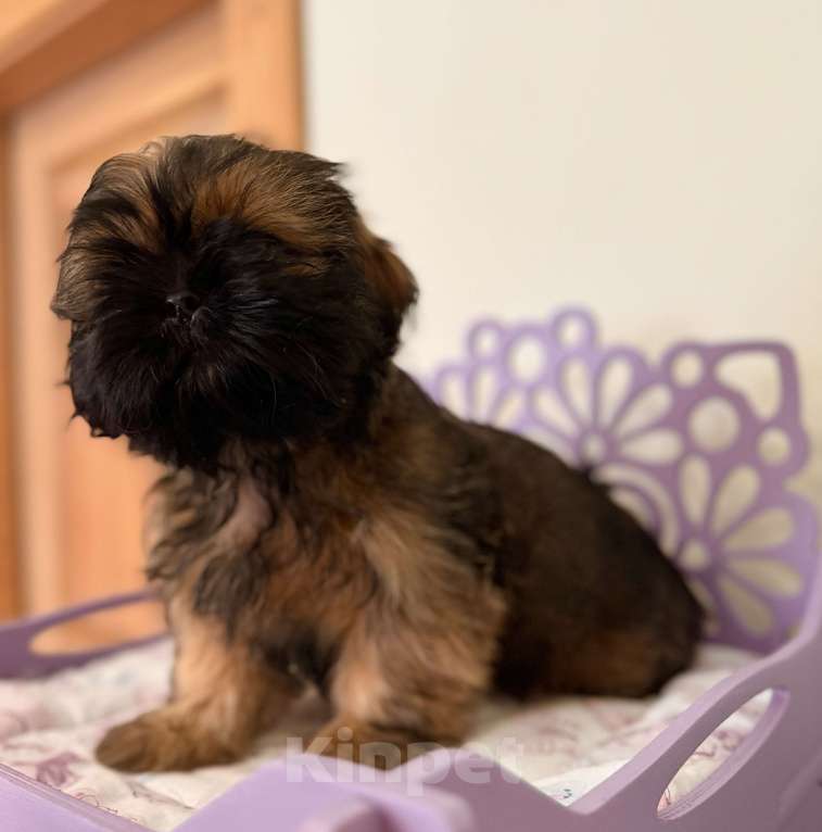 Собаки в Санкт-Петербурге: Ши тцу великолепный Мальчик, 35 000 руб. - фото 1