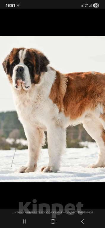 Собаки в Маркс: Бетховен Мальчик, 65 000 руб. - фото 1