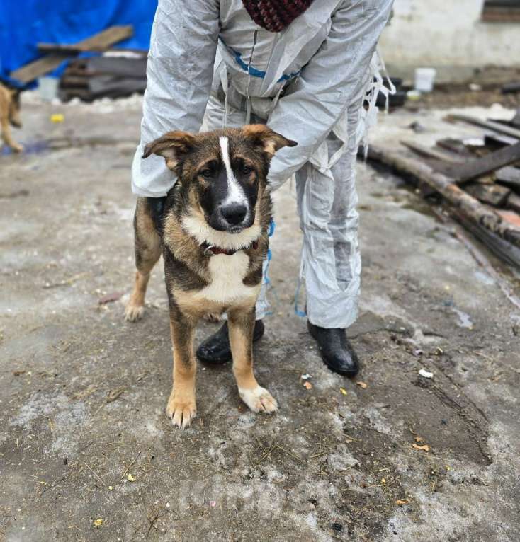 Собаки в Санкт-Петербурге: Прекрасный умный щенок ищет дом Мальчик, Бесплатно - фото 5