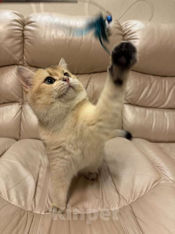 Кошки в Москве: Британский Золотой Кот Мальчик, 70 000 руб. - фото 7