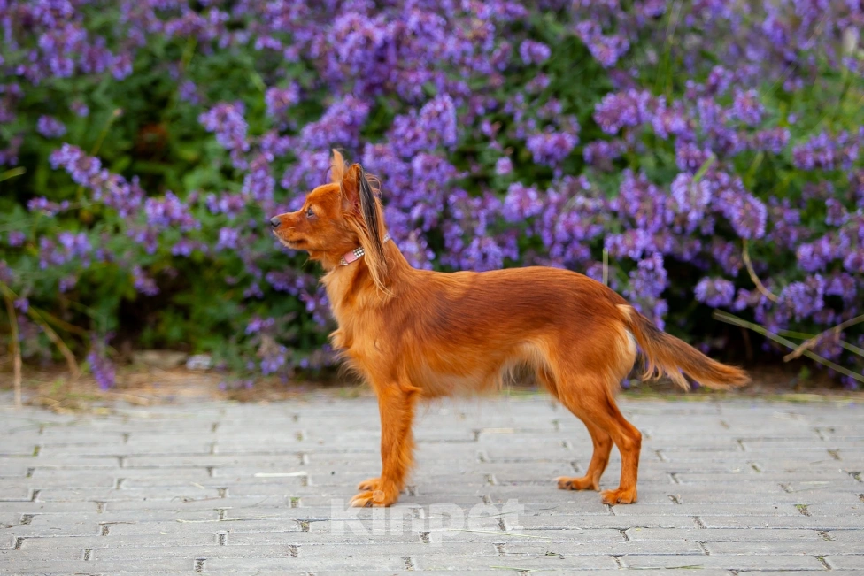 Собаки в Кыштыме: Продается Русский той щенок Мальчик, 25 000 руб. - фото 5