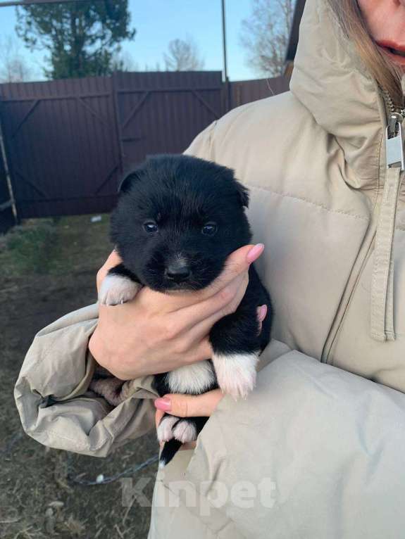Собаки в других городах Ленинградской области: Ассоль Девочка, Бесплатно - фото 2