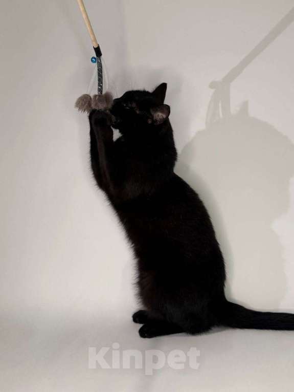 Кошки в Балашихе: Пуговка Девочка, Бесплатно - фото 3