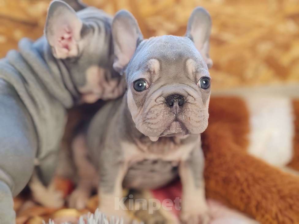 Собаки в Санкт-Петербурге: Шикарный лиловый мальчик Мальчик, 80 000 руб. - фото 7