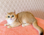 Кошки в Санкт-Петербурге: Золотая британская кошечка Девочка, 35 000 руб. - фото 2