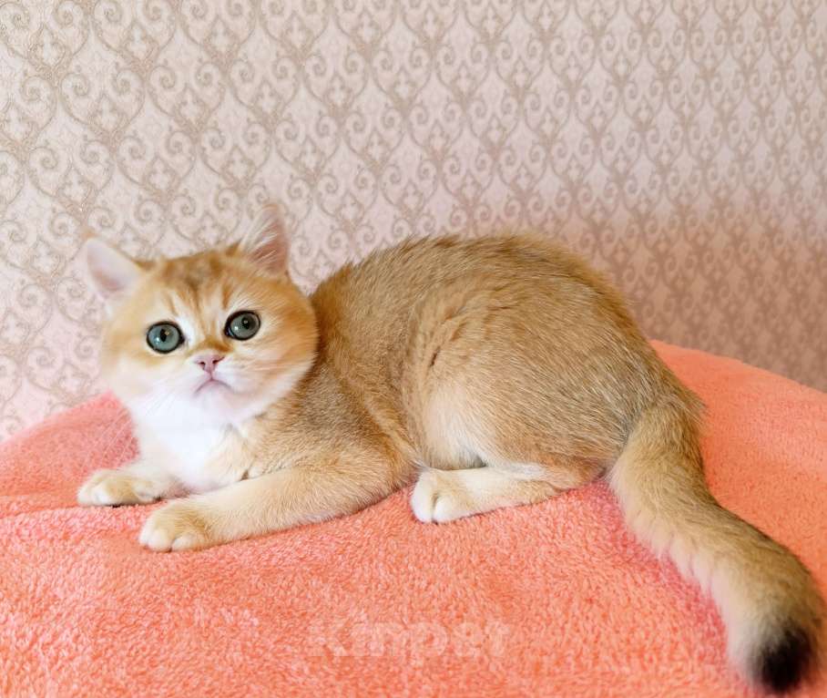 Кошки в Санкт-Петербурге: Золотая британская кошечка Девочка, 35 000 руб. - фото 2