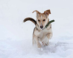 Собаки в Москве: Малышка Добби! Щенок в добрые руки Девочка, Бесплатно - фото 2