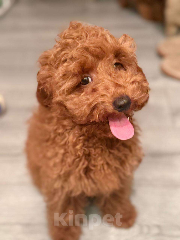 Собаки в Мытищах: Миниатюрный пудель Анри Мальчик, 60 000 руб. - фото 1