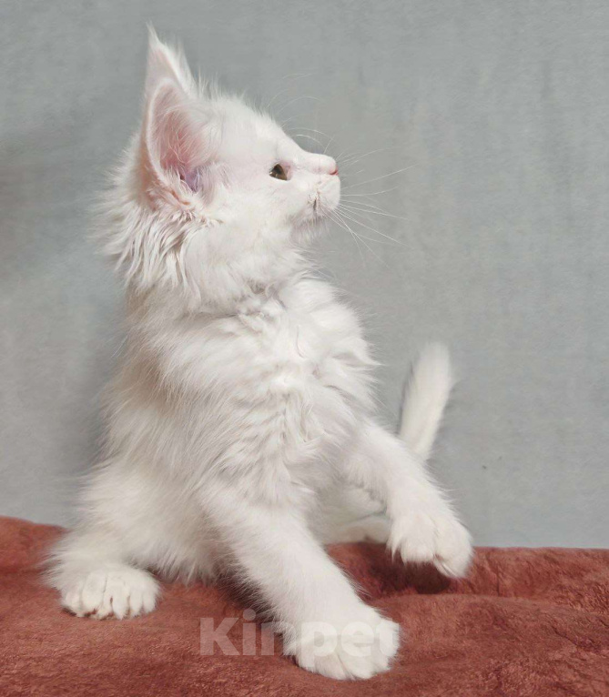 Кошки в Ульяновске: Белый полидакт мейн-кун Девочка, 60 000 руб. - фото 3
