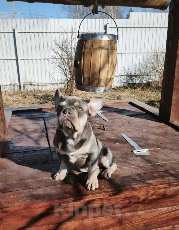 Собаки в Санкт-Петербурге: Лиловый щенок Мальчик, 60 000 руб. - фото 6