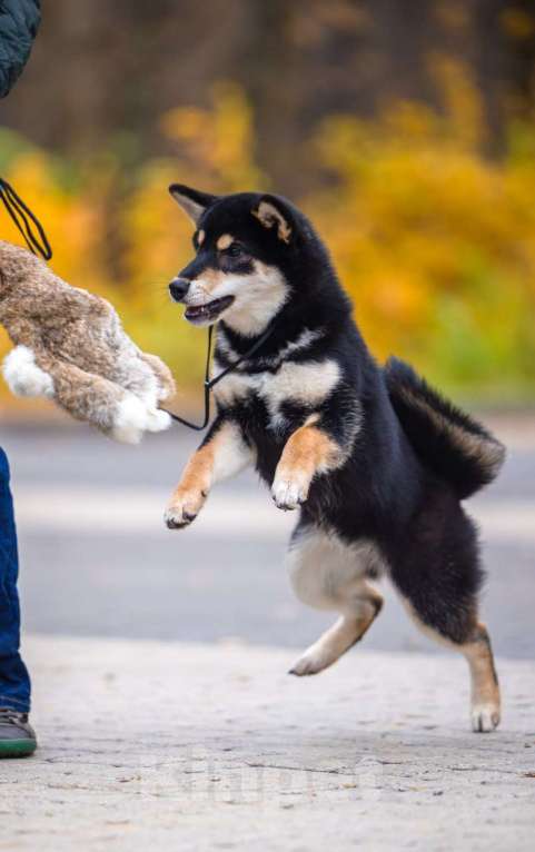 Собаки в Нижнем Новгороде: Duchessa сибочка Девочка, 40 000 руб. - фото 1