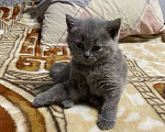 Кошки в Брянске: Шотландские котята  Девочка, 1 000 руб. - фото 1